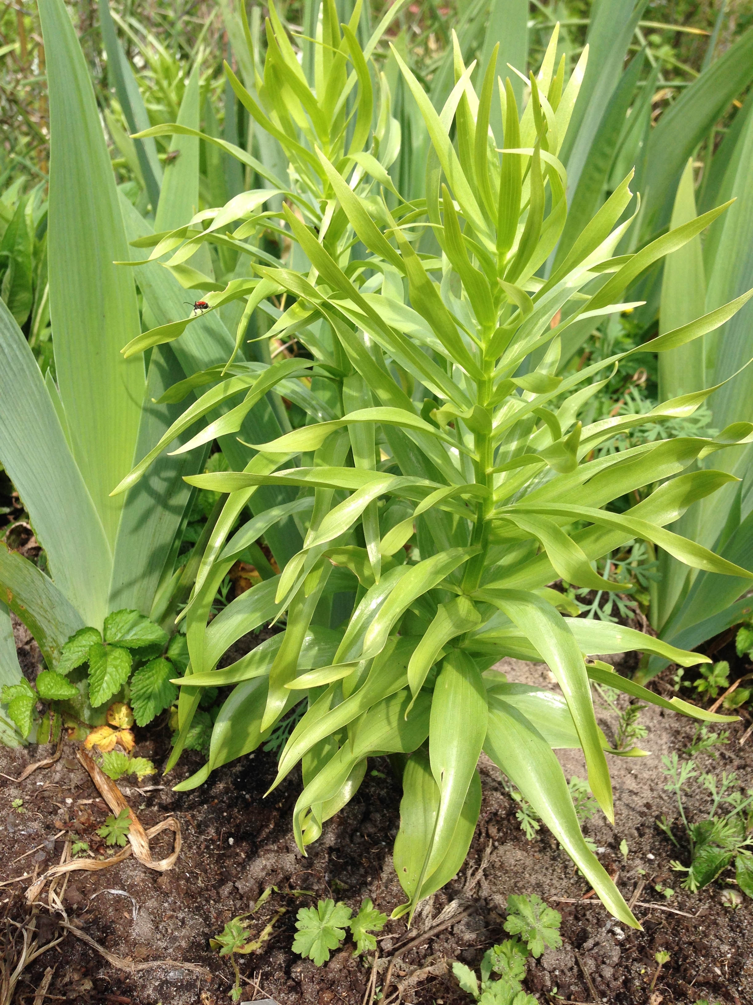 Fritllaria imperialis, gisteren in mijn tuin: geen bloemetje te bekennen