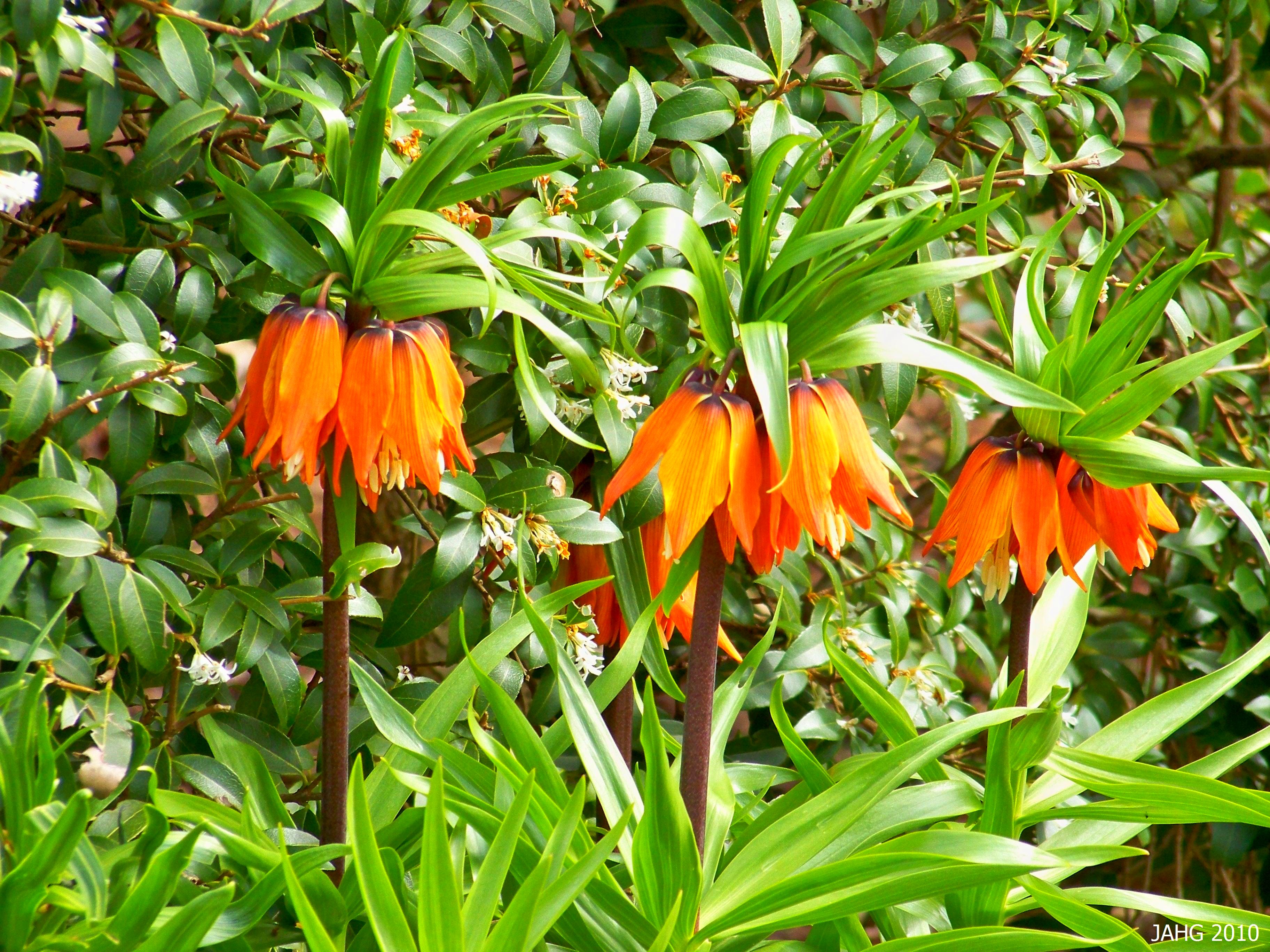 Fritillaria imperialis: zoals het hoort