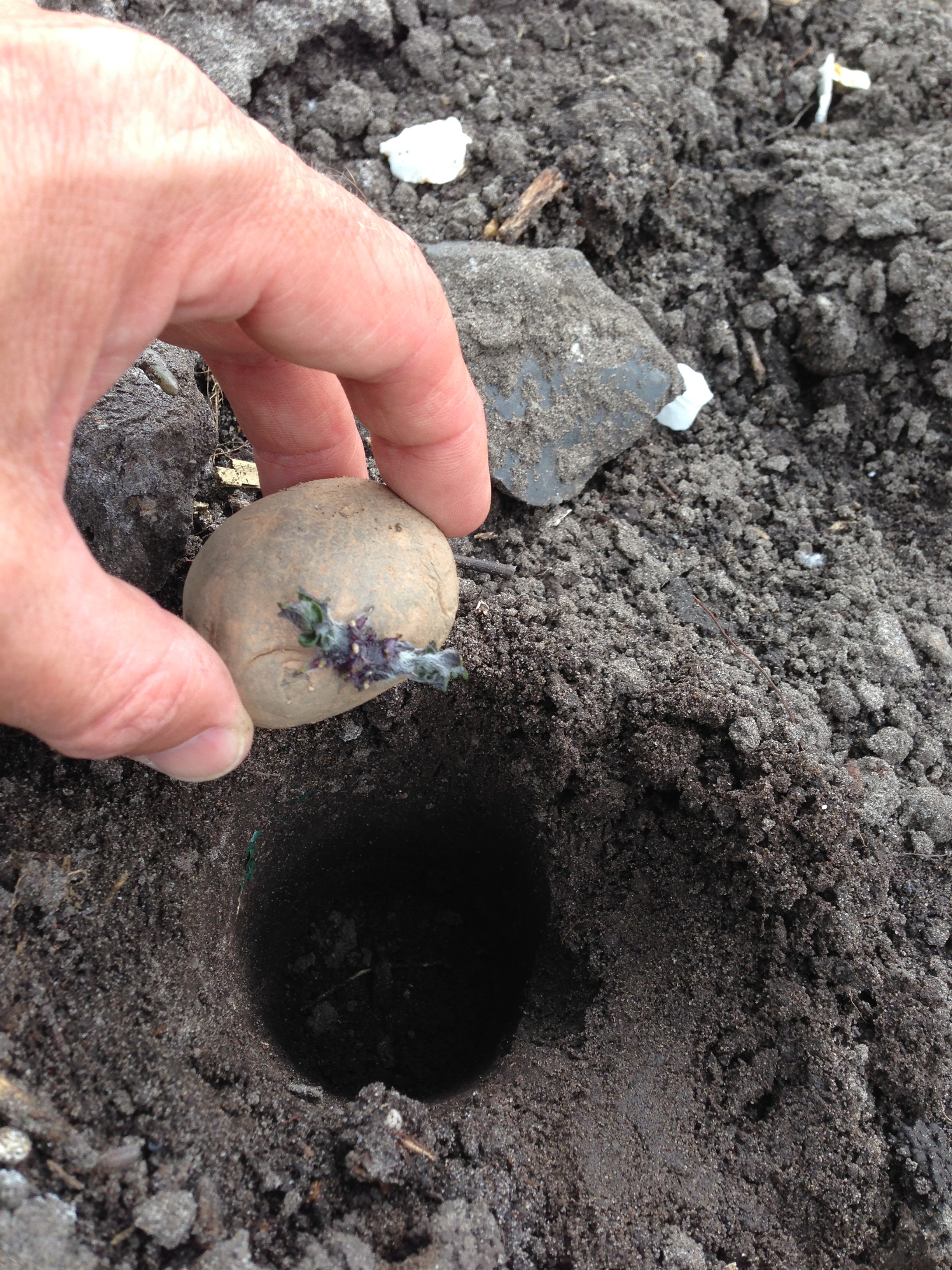 15 april 2014: mijn aardappels gingen de grond in.